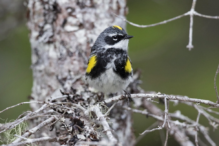 Setophaga coronata coronata Parulidae