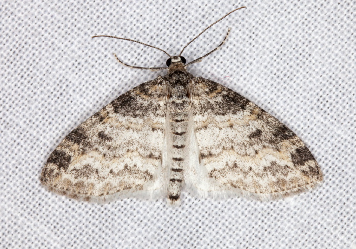 Lobophora nivigerata Geometridae