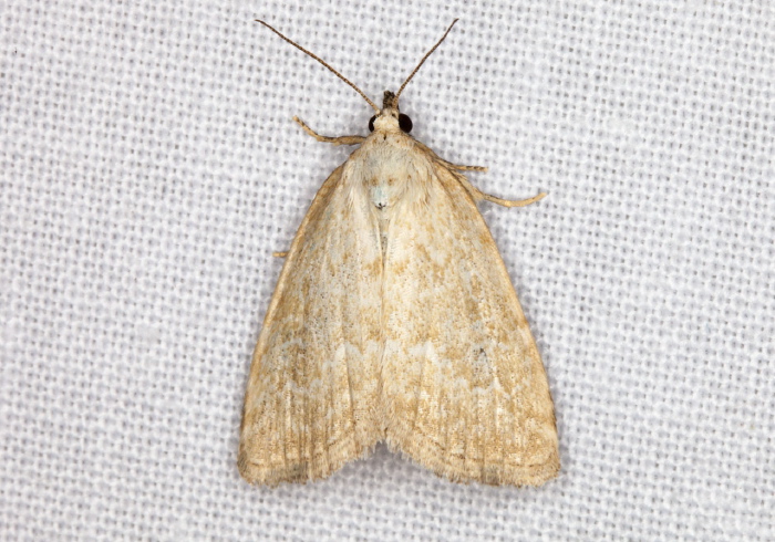 Protodeltote albidula Noctuidae