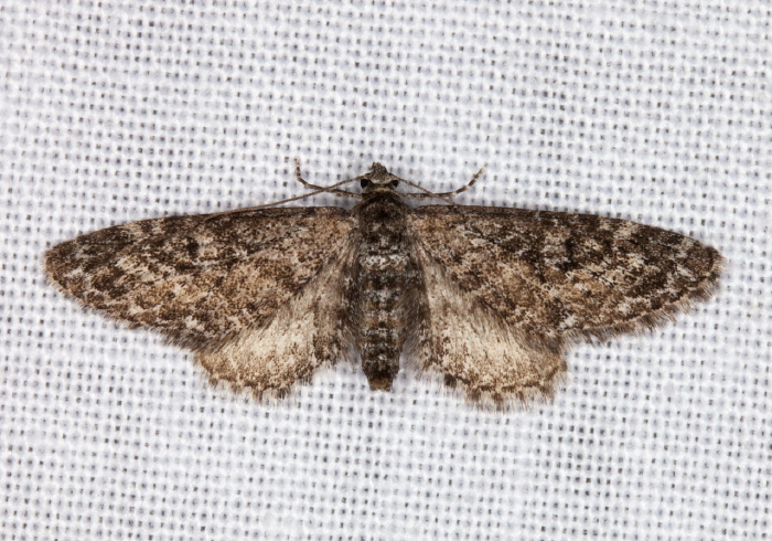 Eupithecia palpata? Geometridae