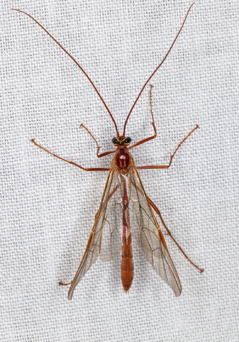 Ophion sp. Ichneumonidae