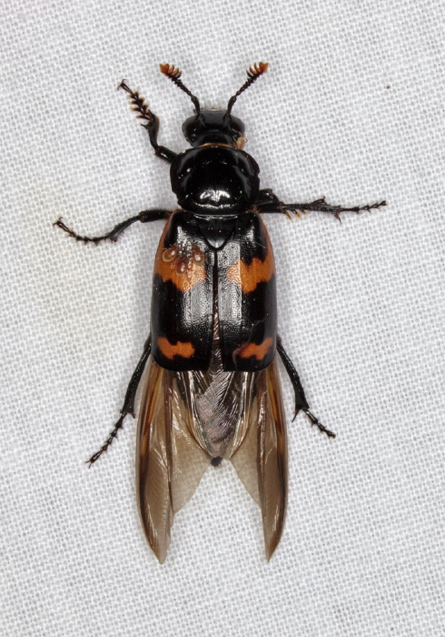 Nicrophorus sayi Silphidae