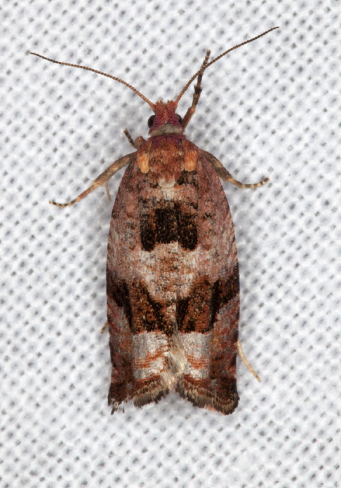   Tortricidae