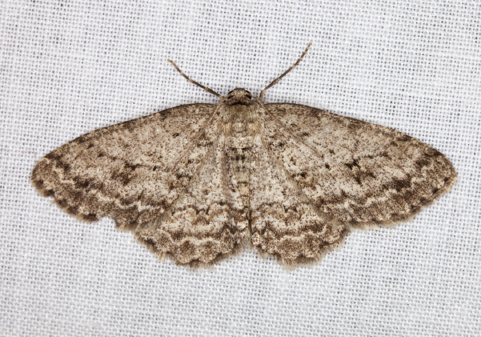 Ectropis crepuscularia Geometridae