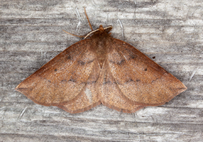 Metarranthis duaria Geometridae