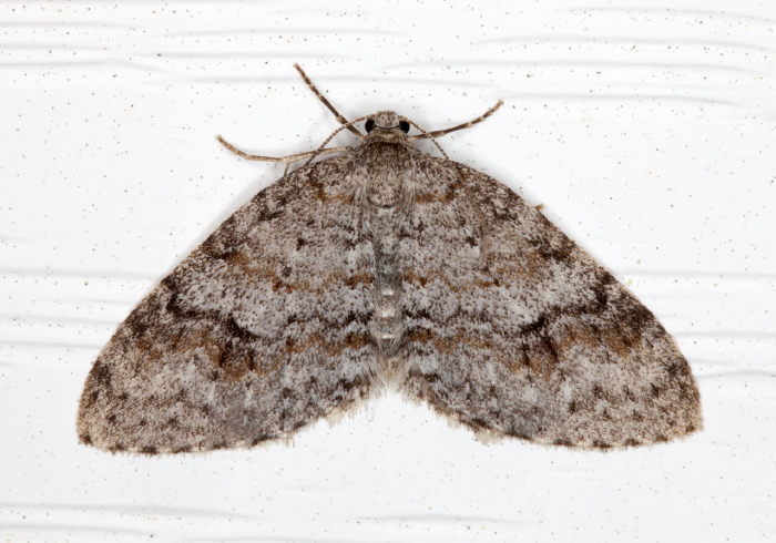 Venusia comptaria Geometridae