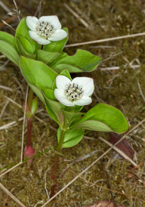 Cornus canadensis Cornaceae