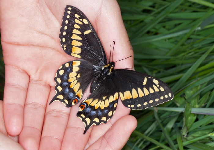 Papilio polyxenes Papilionidae