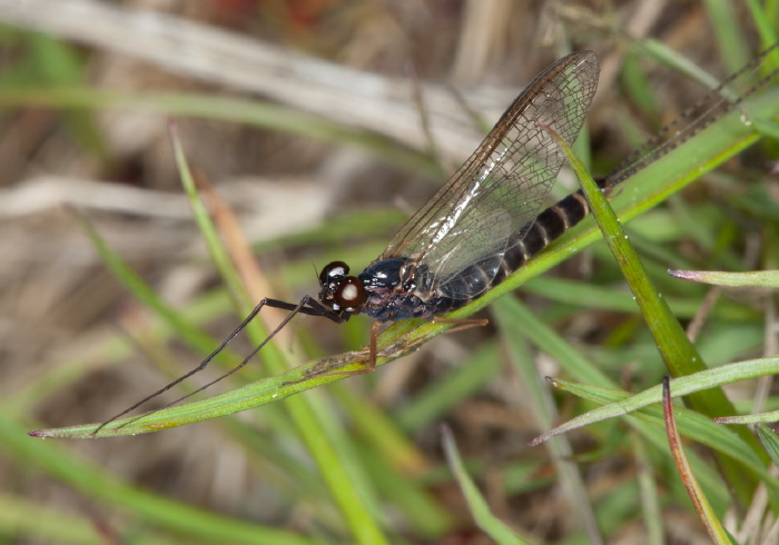 Leptophlebia sp. Leptophlebiidae