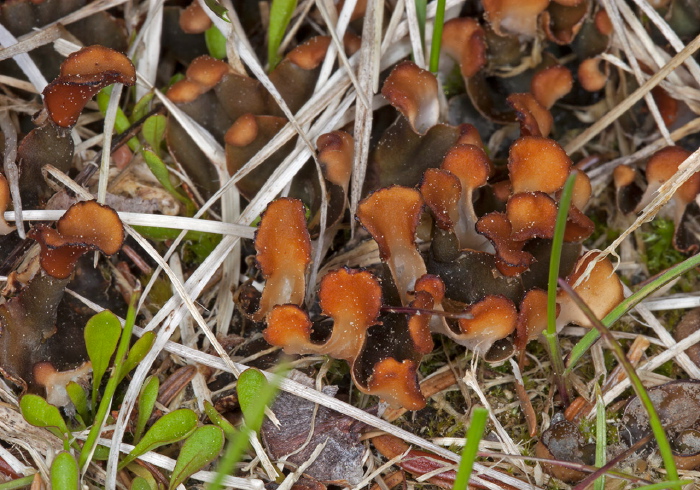 Peltigera polydactylon? Peltigeraceae
