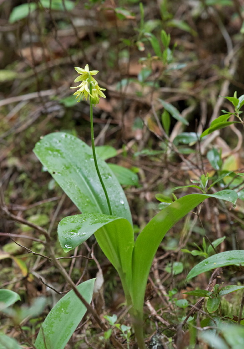 Clintonia borealis Liliaceae