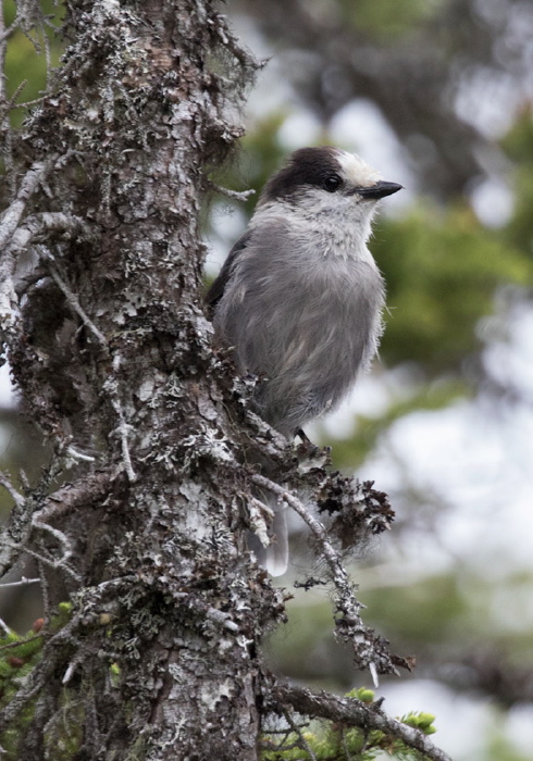 Perisoreus canadensis Corvidae