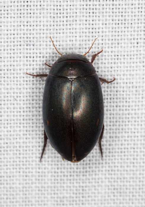 Ilybius sp.? Dytiscidae