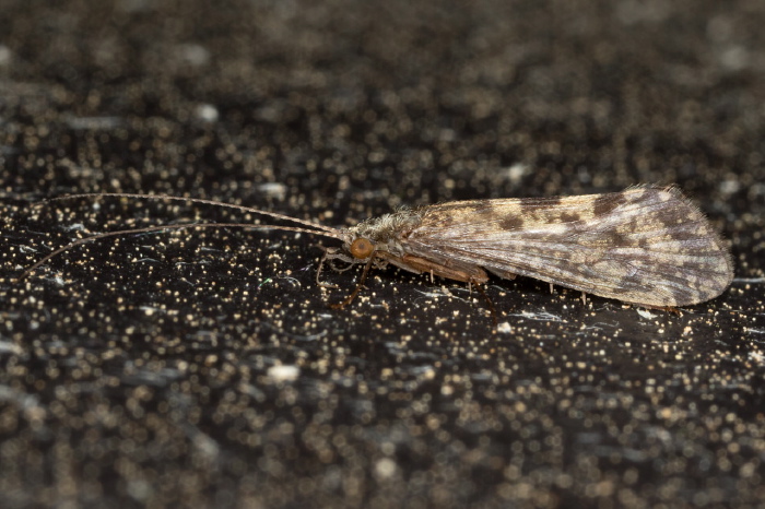 Hydropsyche morosa? Hydropsychidae