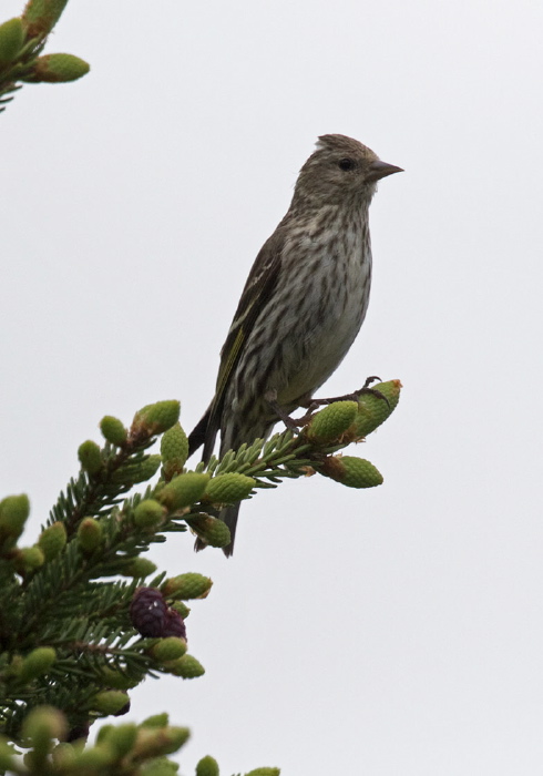 Spinus pinus Fringillidae