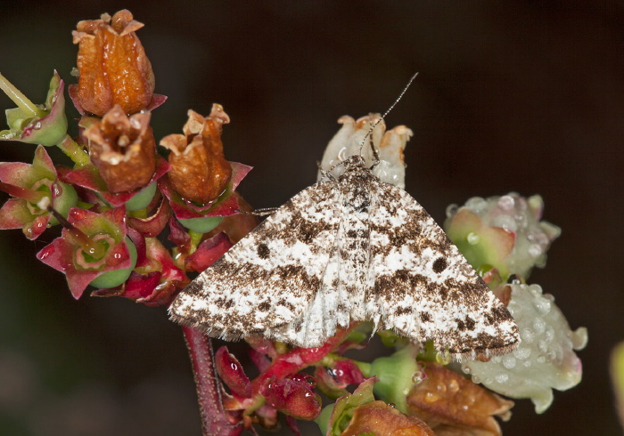 Eufidonia sp. Geometridae