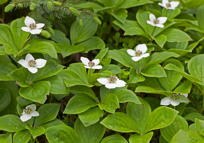 Cornus canadensis Cornaceae