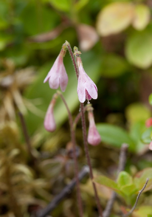 Linnaea borealis Caprifoliaceae