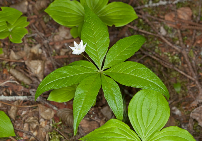 Trientalis borealis Primulaceae