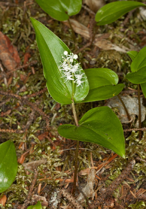 Maianthemum canadense Cornaceae