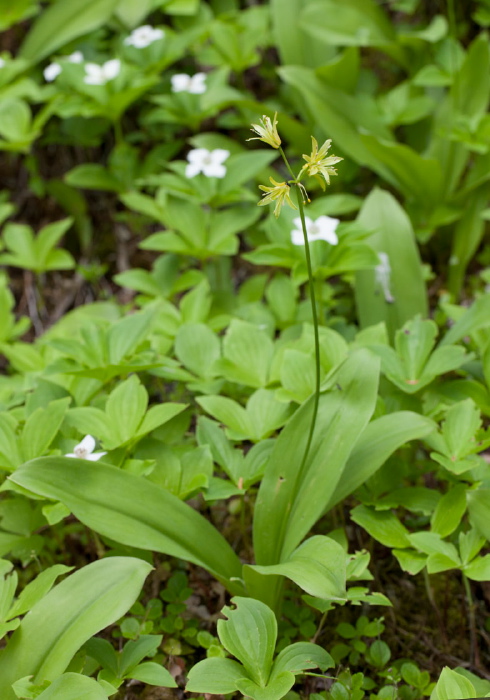 Clintonia borealis Liliaceae