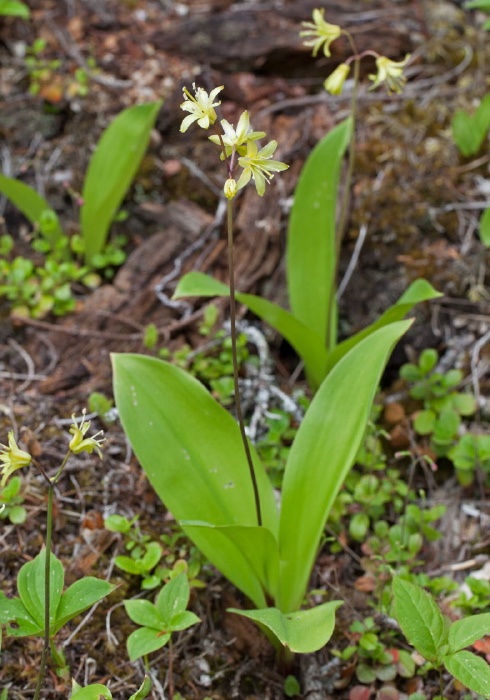 Clintonia borealis Liliaceae