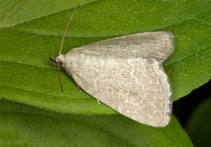 Protodeltote albidula Noctuidae