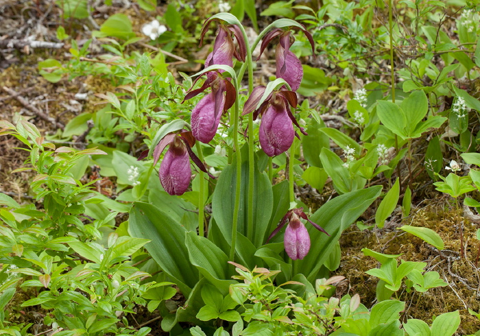 Cypripedium acaule Orchidaceae