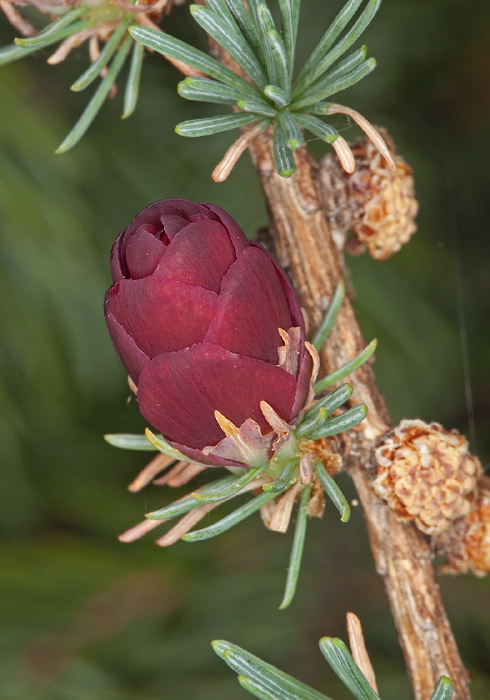 Larix laricina Pinaceae