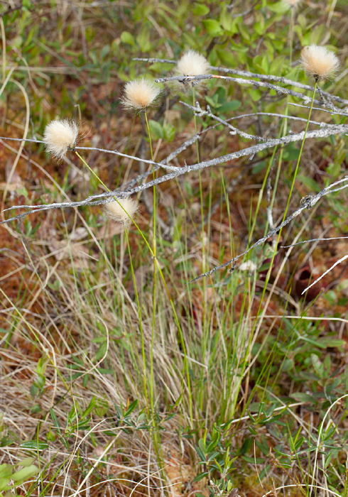 Eriophorum vaginatum Cyperaceae