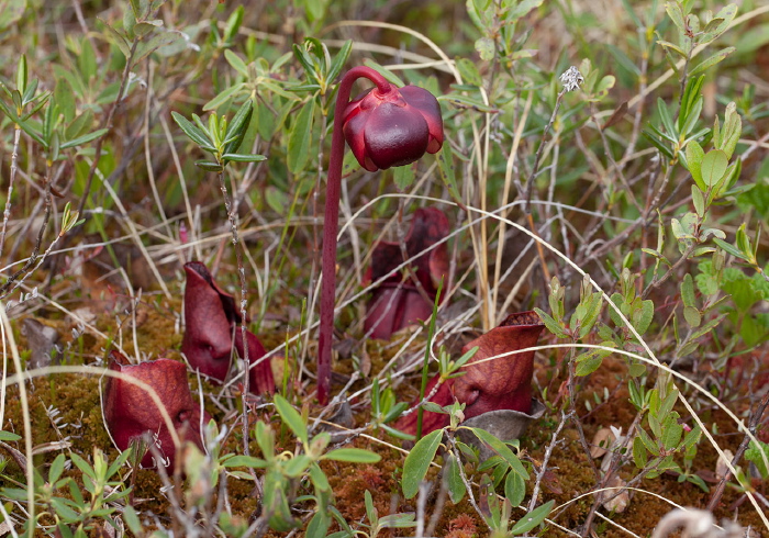 Sarracenia purpurea Sarraceniaceae