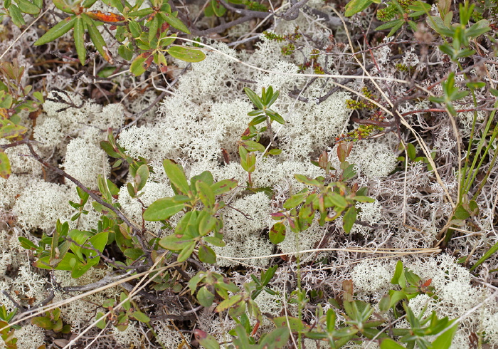 Cladonia rangiferina Cladoniaceae