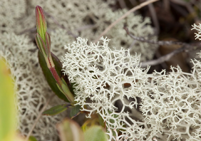 Cladonia rangiferina Cladoniaceae