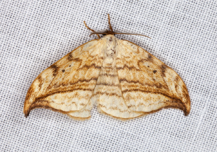 Drepana arcuata Drepanidae