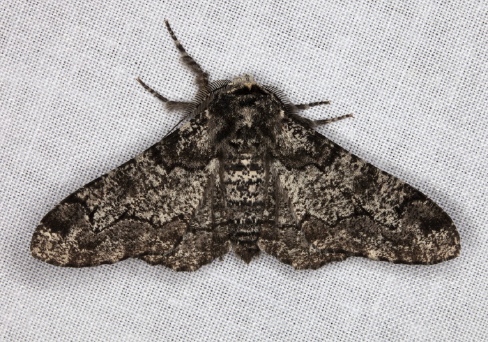 Biston betularia Geometridae