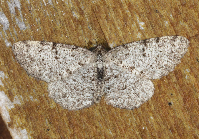 Aethalura intertexta Geometridae