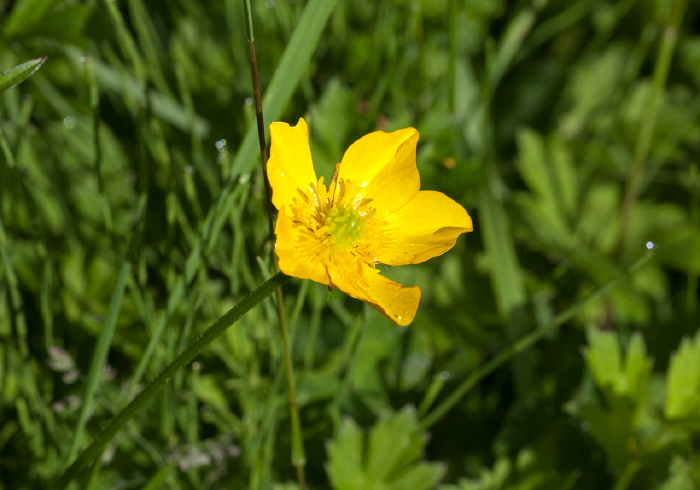 Ranunculus acris? Ranunculaceae