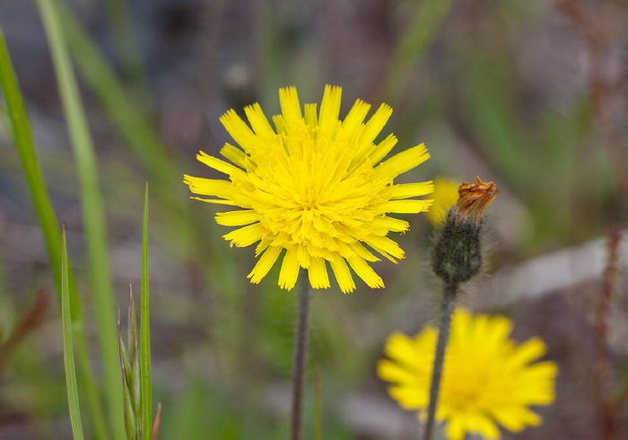 Hieracium sp. Asteraceae