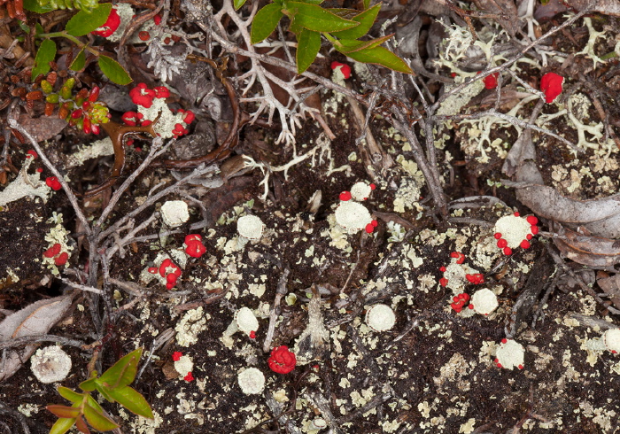 Cladonia pleurota? Cladoniaceae