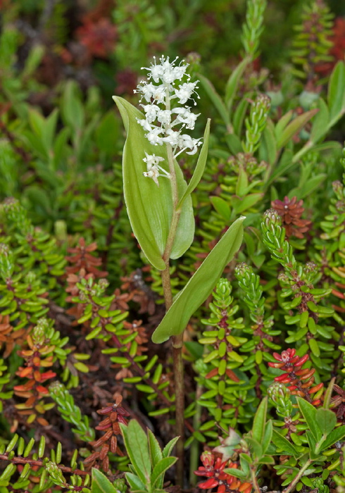 Maianthemum canadense Cornaceae