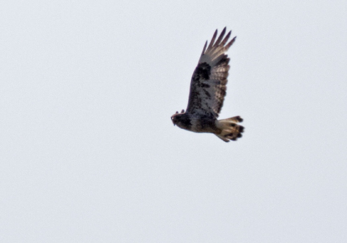 Buteo lagopus Accipitridae