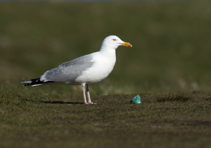 Larus argentatus Laridae