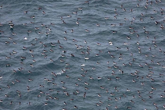 Uria aalge Alcidae