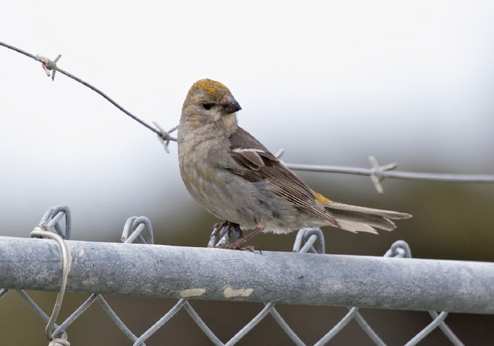 Pinicola enucleator Fringillidae