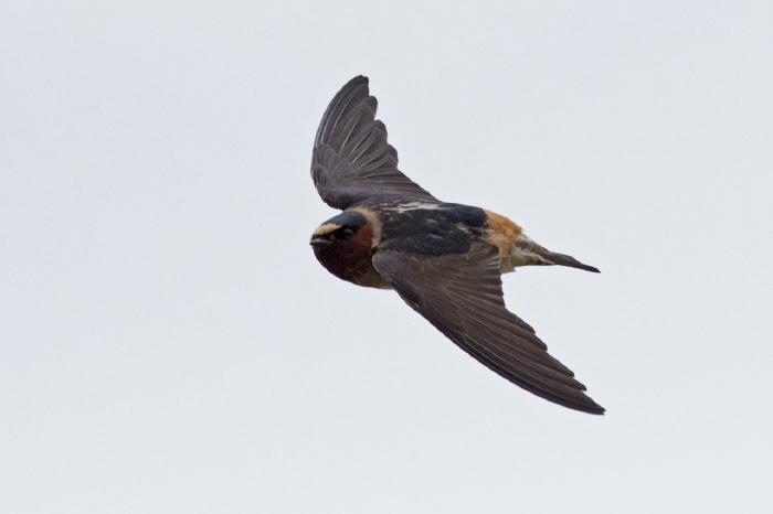 Petrochelidon pyrrhonota Hirundinidae