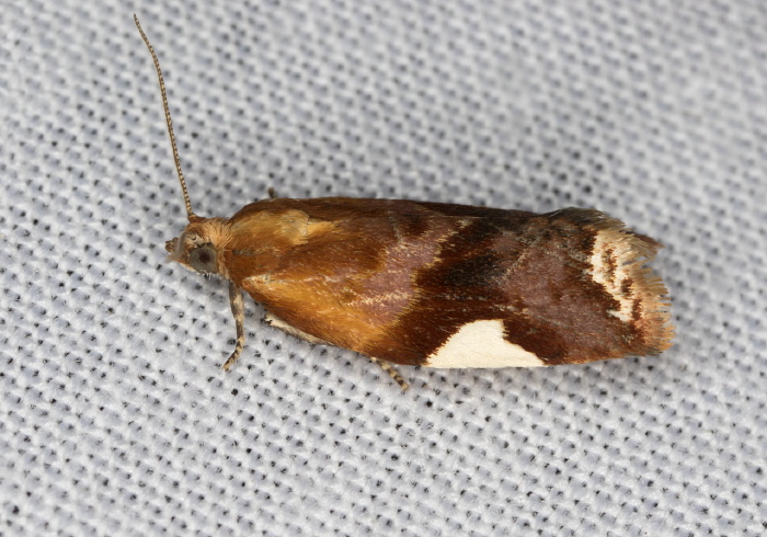 Clepsis persicana Tortricidae