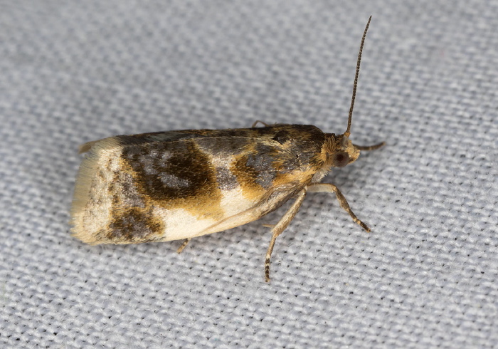 Clepsis melaleucanus Tortricidae
