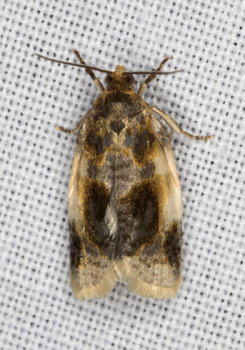 Clepsis melaleucanus Tortricidae