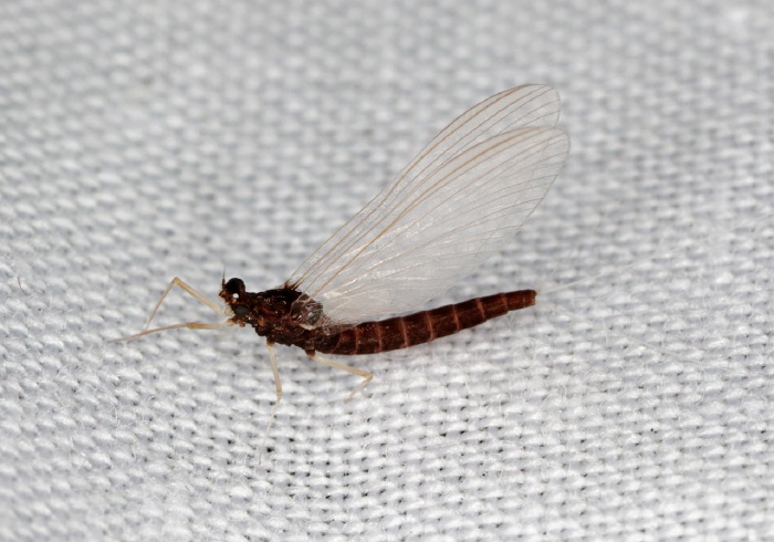 Leptophlebia sp. Leptophlebiidae
