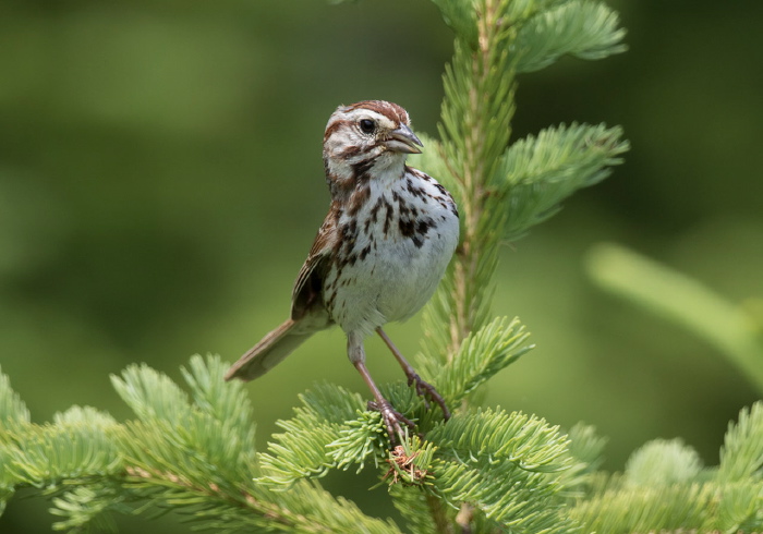 Melospiza melodia Emberizidae